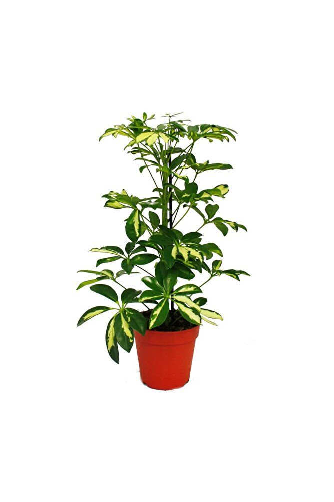 Alacalı Şeflera, +60 cm