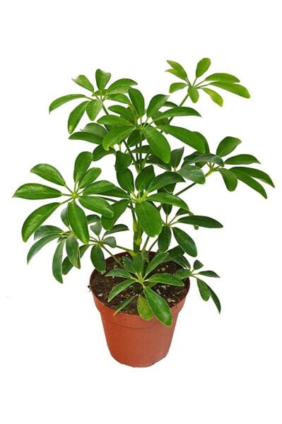 Yeşil Şeflera, +60 cm