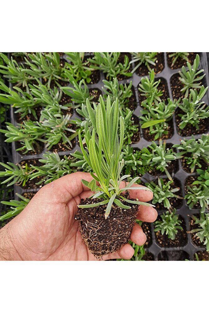 Lavanta Fidanı, Saksıda, 10-15 Cm, 5 Adet