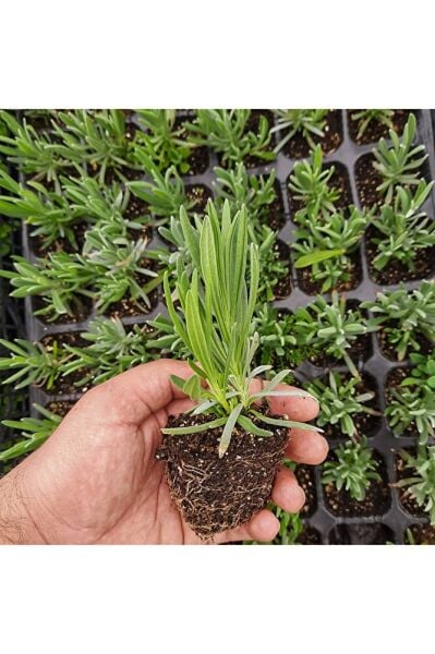 Lavanta Fidanı, Saksıda, 10-15 Cm, 5 Adet