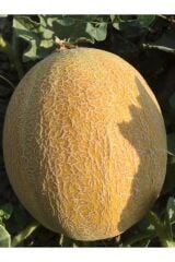 Thebestonline  Balıkesir Tohumculuk Ananas Kavun Tohumu, 25 Gr.