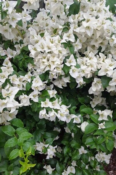 Pembe-Beyaz Begonvil, Gelin Duvağı, 2 Adet, +100 cm, Saksıda