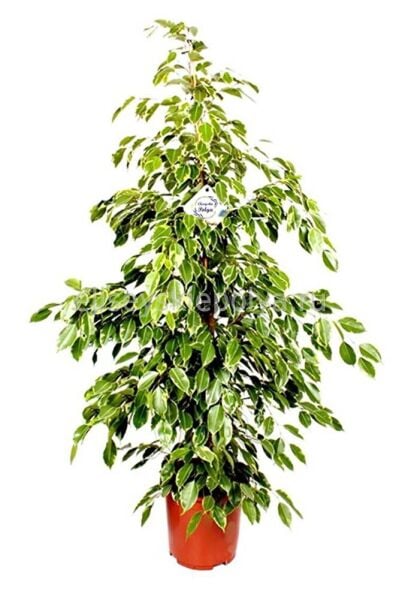 Ficus Benjamin Yeşil