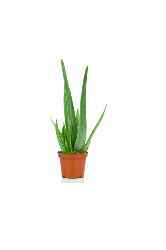 Aloe Vera, Tıbbi Sarı Sabır, Küçük Boy, 2 Adet
