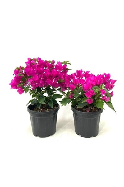 Pembe Begonvil, Gelin Duvağı, 1 Adet, 20-30 Cm, Saksıda