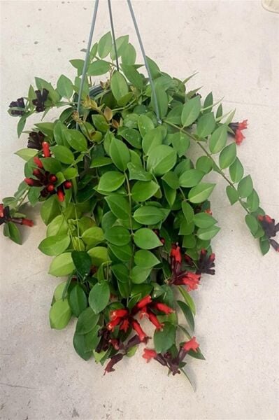Aeschynanthus, Ruj Çiçeği, 15-30 cm, Askılı Saksıda