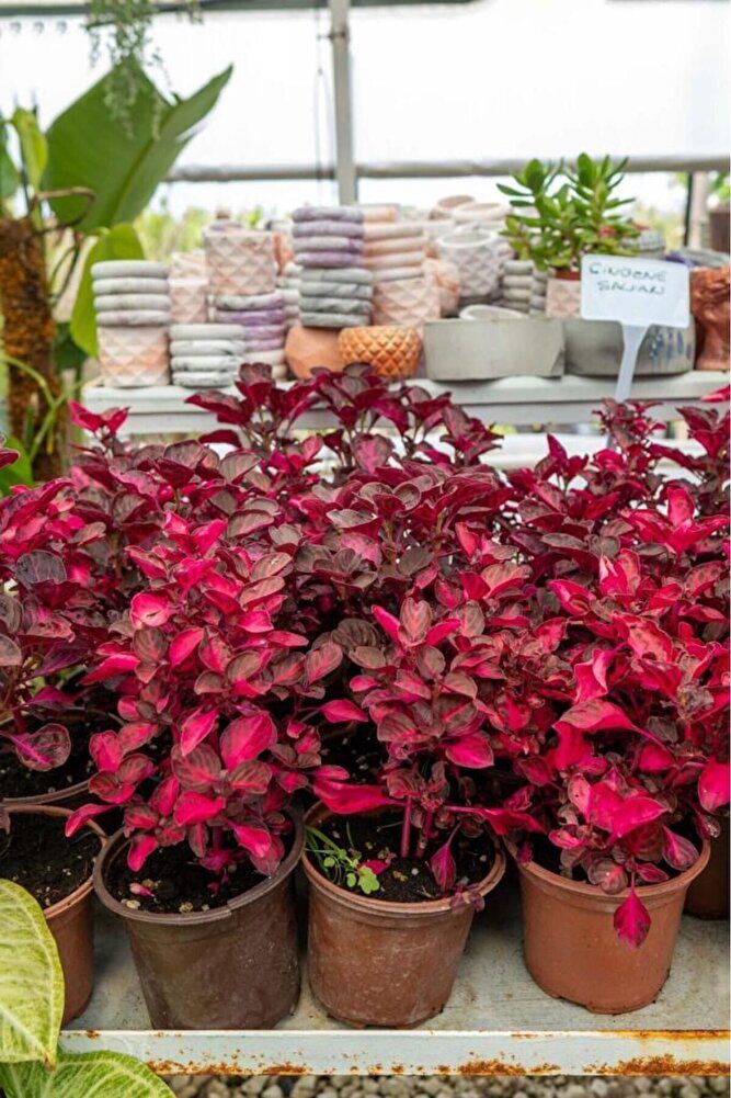 Çingene Şalvarı Fidanı Saksida 2 Adet 10-20 Cm