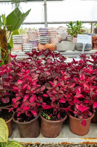 Çingene Şalvarı Fidanı Saksida 2 Adet 10-20 Cm