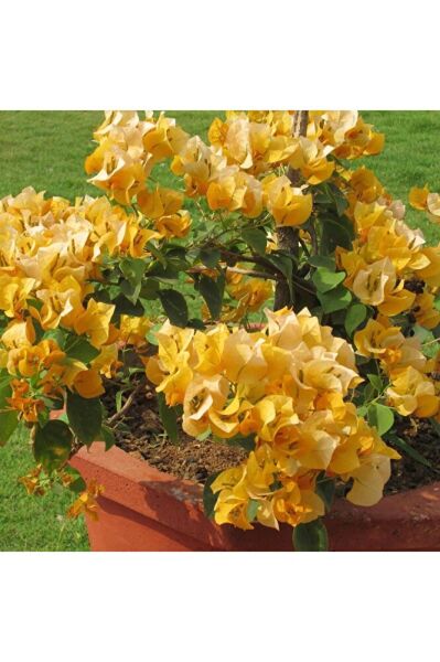 Sarı Begonvil, Gelin Duvağı, 1 Adet, 100 Cm, Saksıda