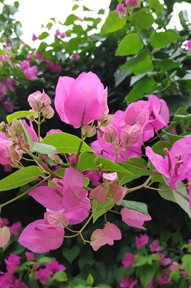 Toz Pembe Begonvil, Gelin Duvağı, 1 Adet, 100 Cm, Saksıda