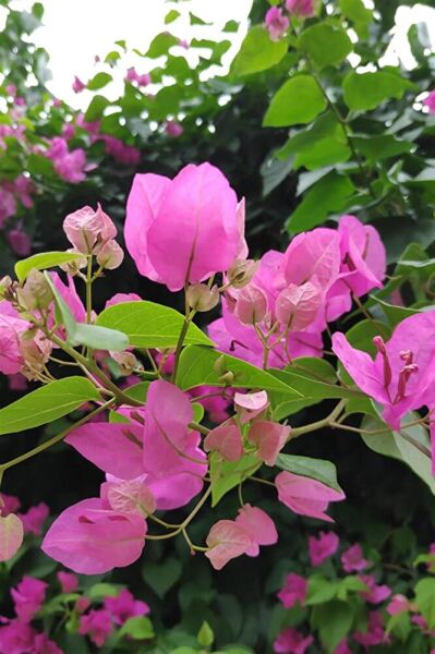 Toz Pembe Begonvil, Gelin Duvağı, 1 Adet, 100 Cm, Saksıda