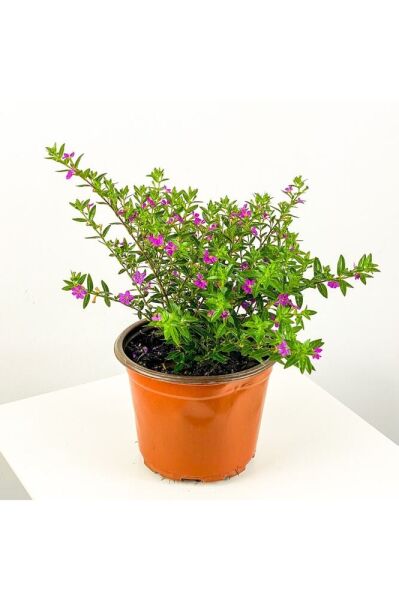 Sevgiliye Özel Kufeya Çiçeği, Saksıda, Süslü