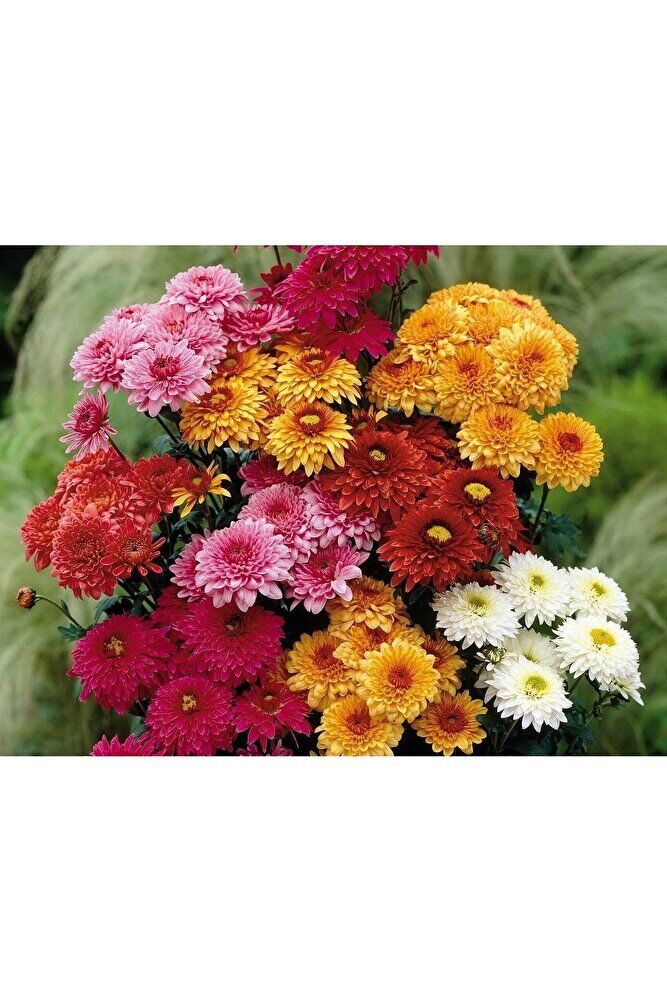 Thebestonline Kasımpatı Fidesi, Saksıda