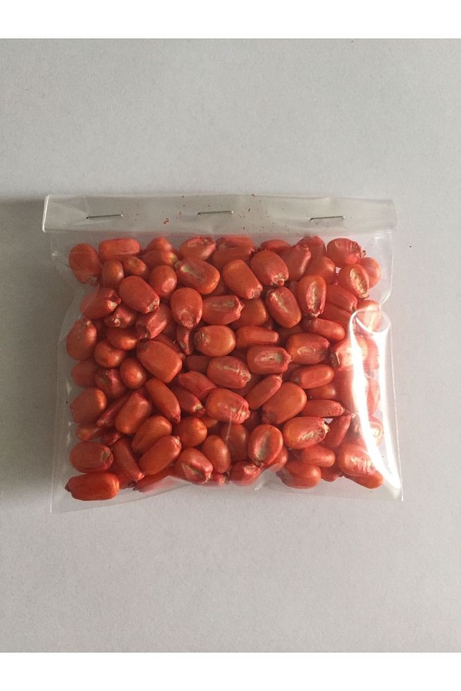 Thebestonline  Otillo Hibrit Mısır Tohumu, 100 Gr.