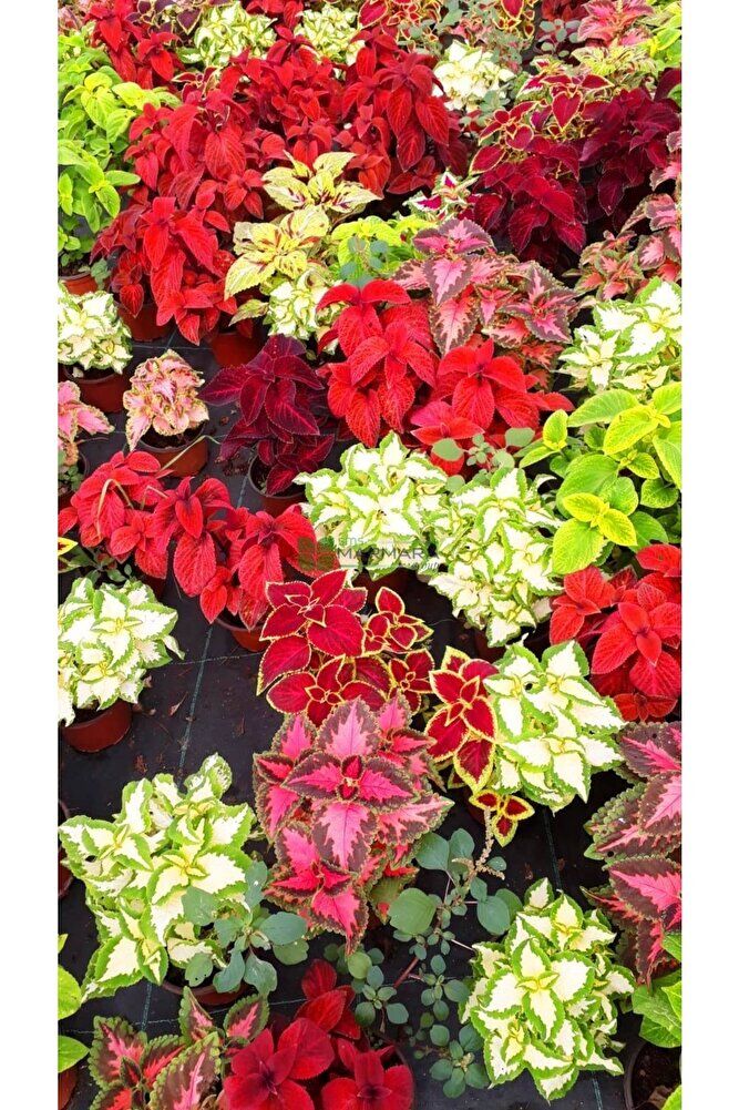 Thebestonline Yaprak Güzeli, Saksida, 2 Adet