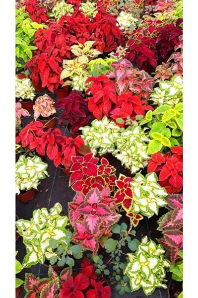 Thebestonline Yaprak Güzeli, Saksida, 2 Adet