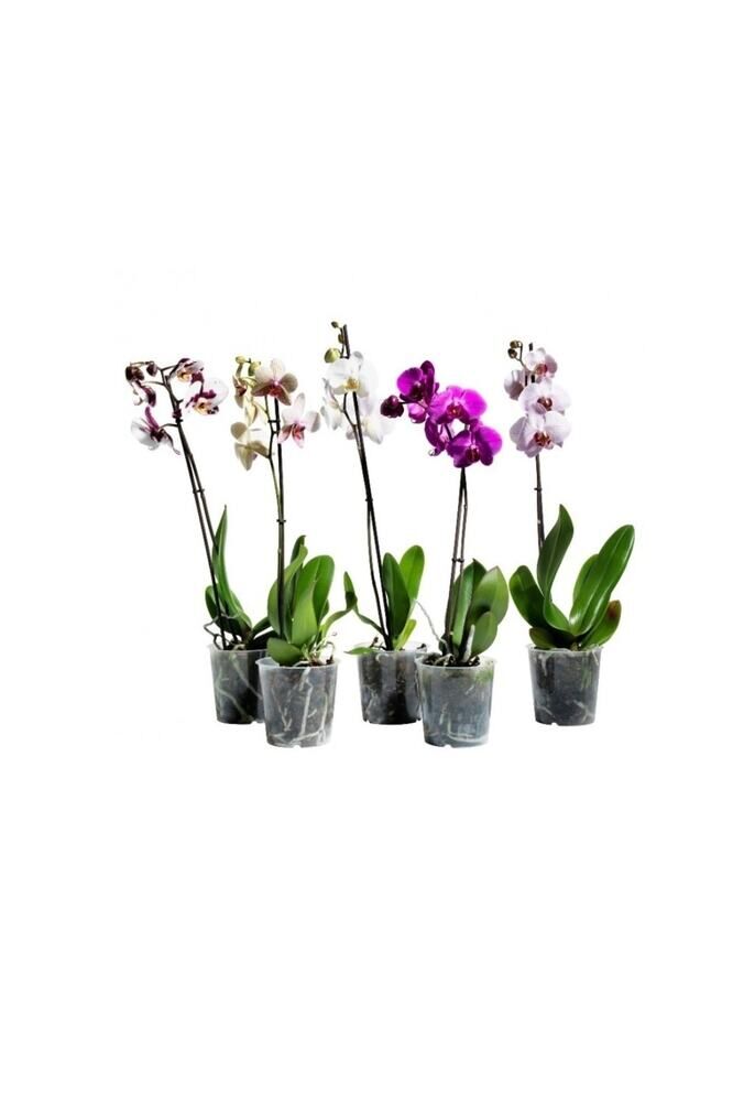 Sevgiliye Özel Orkide, Süslü