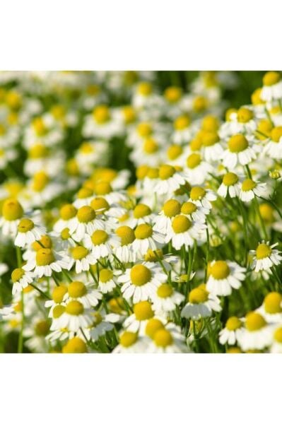 Thebestonline Tıbbi Alman Papatyası Fidesi, Saksıda, 10-15 Cm, 1 Adet