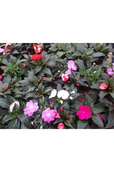 Thebestonline Cam Güzeli Fidesi, Sürpriz Renk