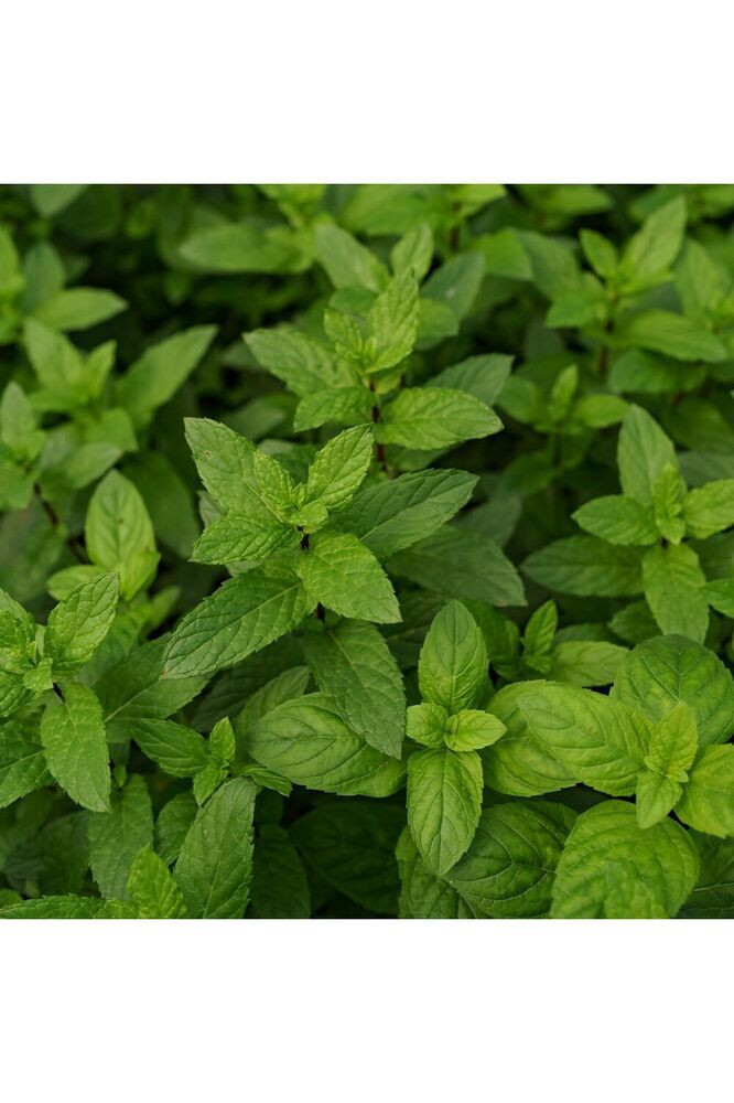 Thebestonline Melisa Oğul Otu Fidesi, Saksıda, 10-15 Cm, 1 Adet