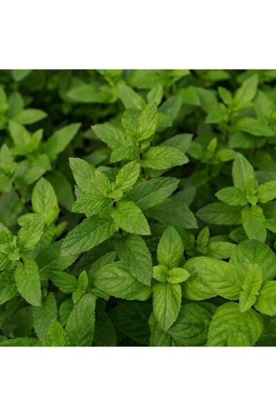 Thebestonline Melisa Oğul Otu Fidesi, Saksıda, 10-15 Cm, 1 Adet