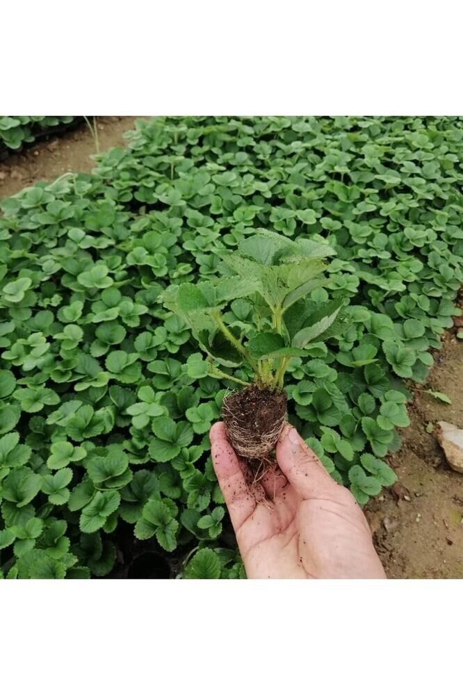 Yediveren Çilek Fidesi, 5 Adet