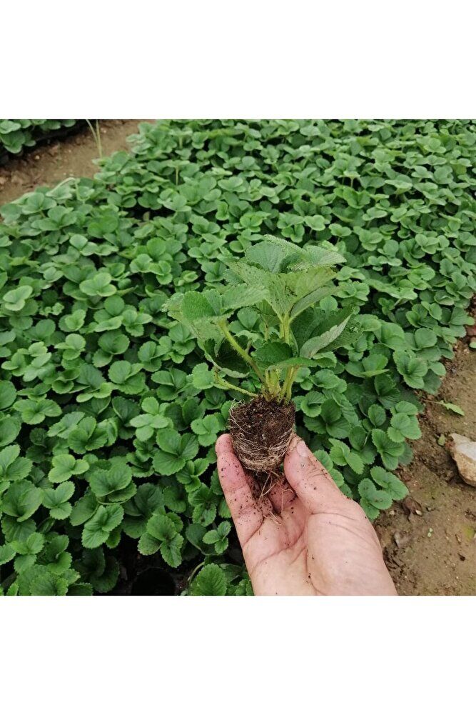 10 Adet Yediveren Çilek Fidesi