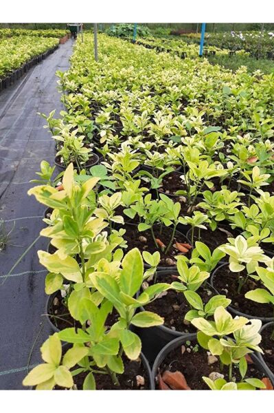 Taflan Fidesi, Saksıda, 15-20 Cm, 1 Adet