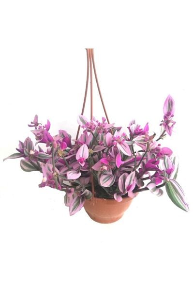Telgraf Çiçeği Askılı Saksı, Pembe