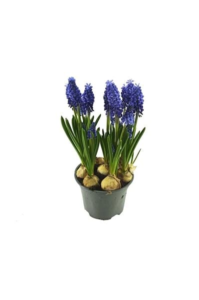 Üzüm Sümbülü Soğanı Fidesi