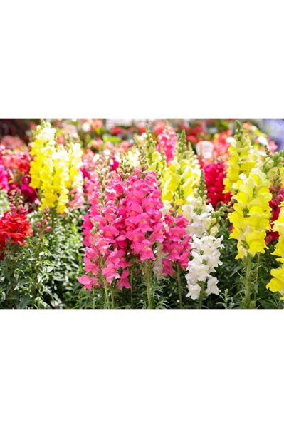 Aslanağzı Çiçeği, Potta, 8 Adet