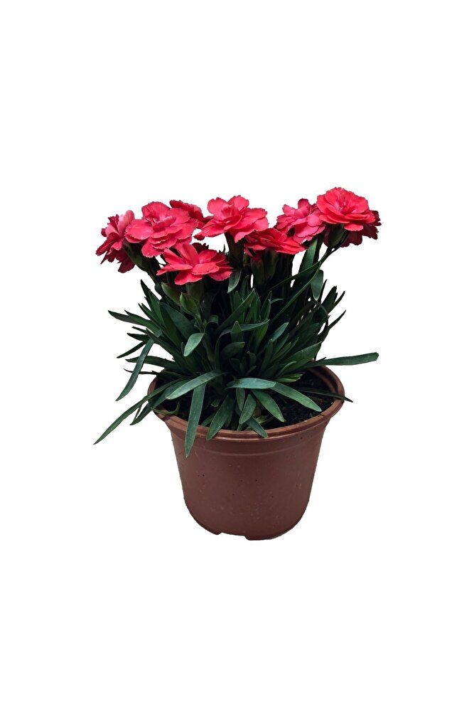 Karanfil Çiçeği, Saksıda, 2 Adet