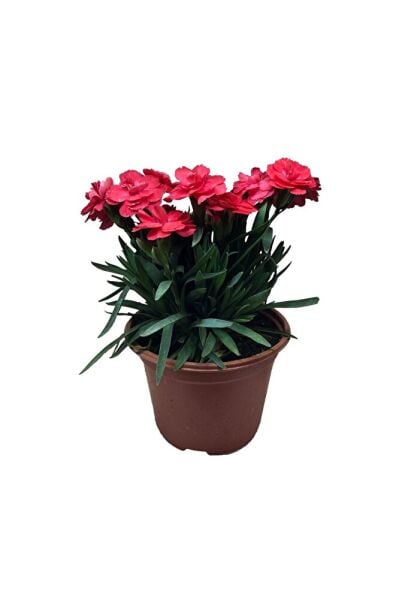 Karanfil Çiçeği, Saksıda, 2 Adet