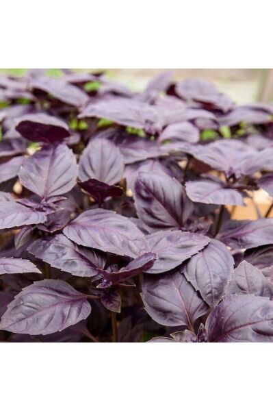 Thebestonline Mor Fesleğen (REYHAN) Fidesi, 5 Adet