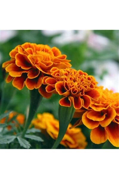 Thebestonline Kadife Çiçeği, Viyolde, 3 Adet