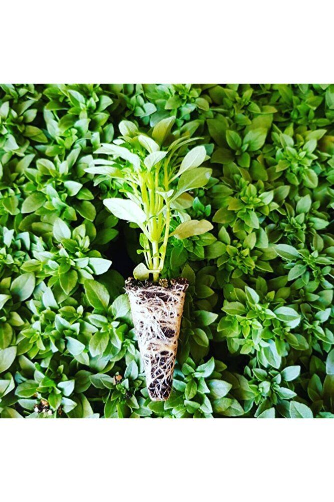 Thebestonline Top Fesleğen Fidesi, 5 Adet