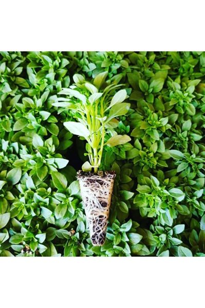 Thebestonline Top Fesleğen Fidesi, 5 Adet