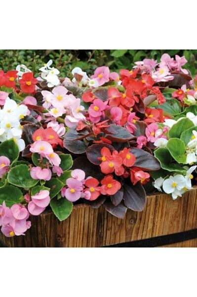 Thebestonline Kırmızı Yapraklı Begonya Fidesi, 45 Adet