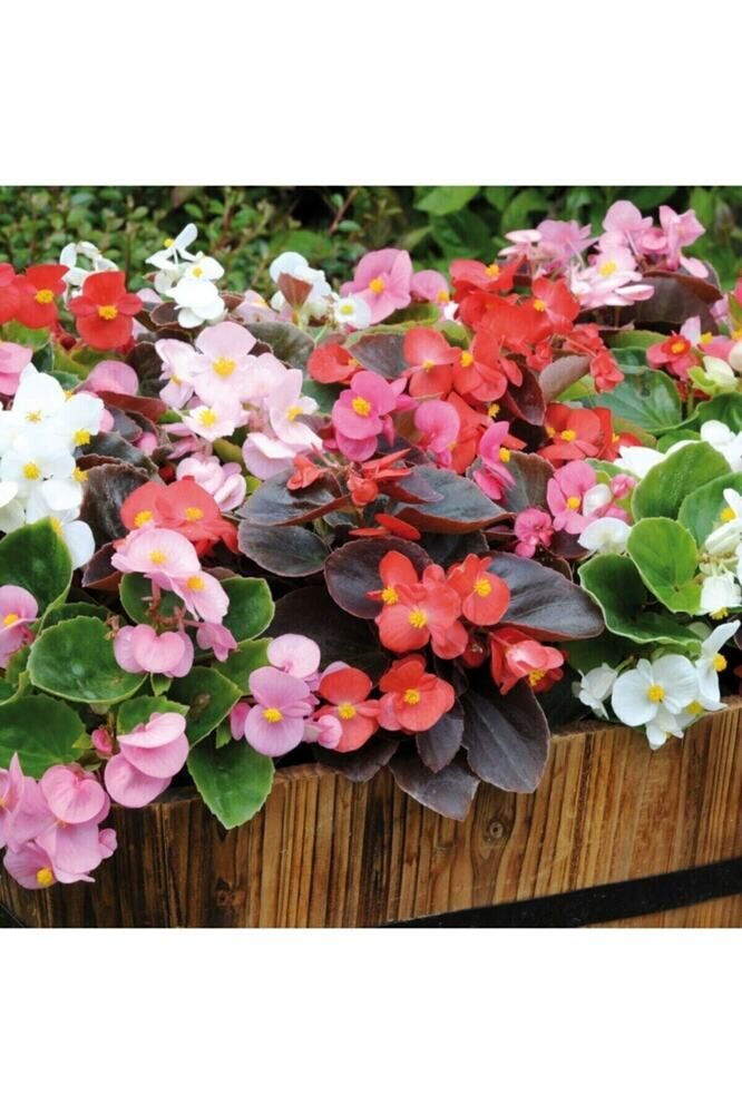 Thebestonline Yeşil Yapraklı Begonya Fidesi, 45 Adet