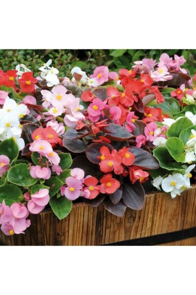 Thebestonline Yeşil Yapraklı Begonya Fidesi, 45 Adet