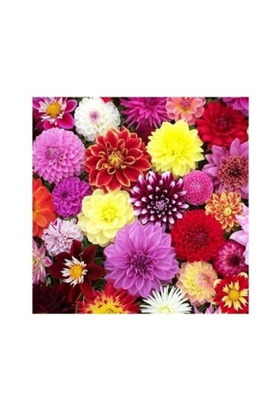 Renkli Yıldız Çiçeği Fidanı