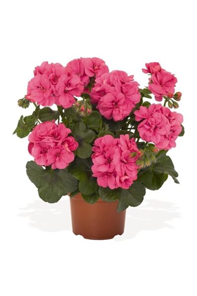 Renkli Yıldız Çiçeği Fidanı