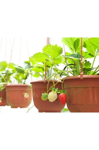 Askılı Saksıda Yediveren Çilek Fidesi