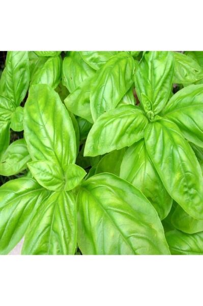 Thebestonline Geniş Yapraklı Yeşil Fesleğen Fidesi, 5 Adet