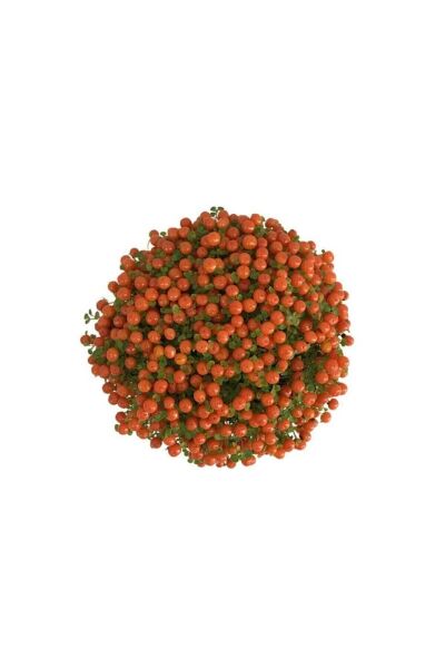 Nertera Granadensis (MERCAN BONCUĞU)