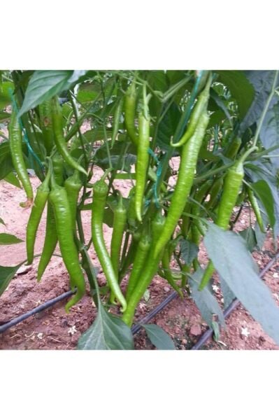 Thebestonline Acı Kıl Biber Fidesi, 5 Adet