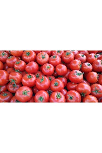 Thebestonline Çanakkale Domatesi Fidesi, 5 Adet