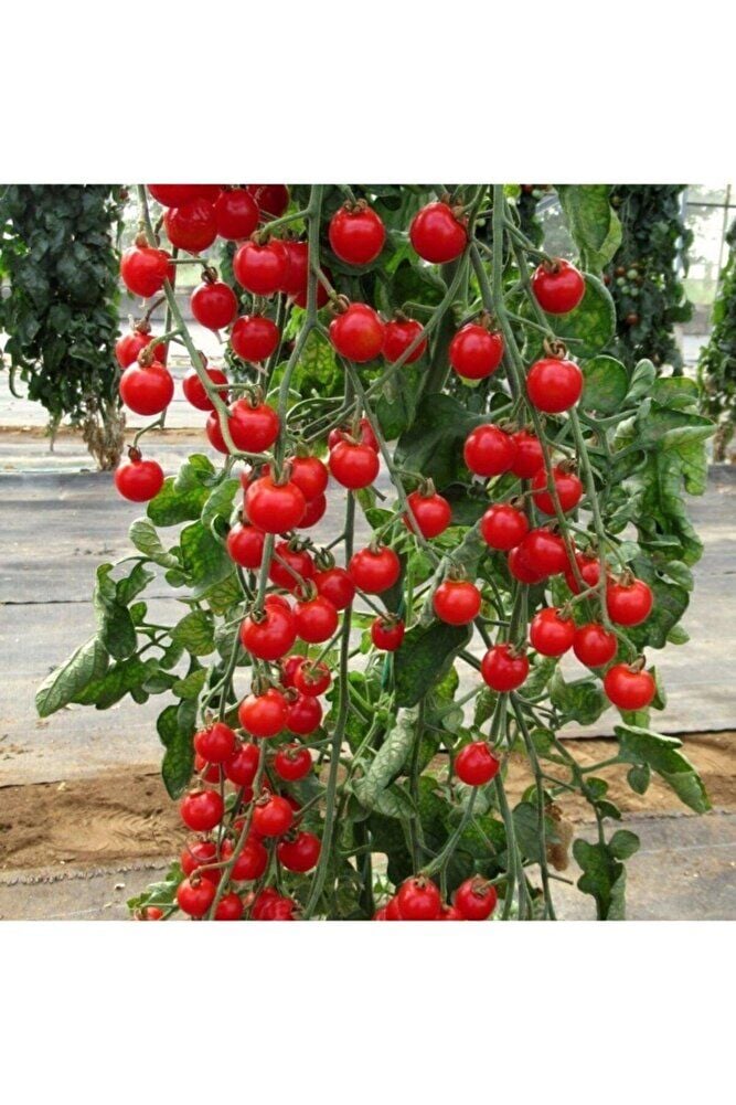 Thebestonline Sırık Domates Fidesi, 5 Adet