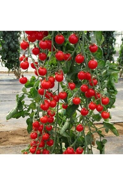 Thebestonline Sırık Domates Fidesi, 5 Adet