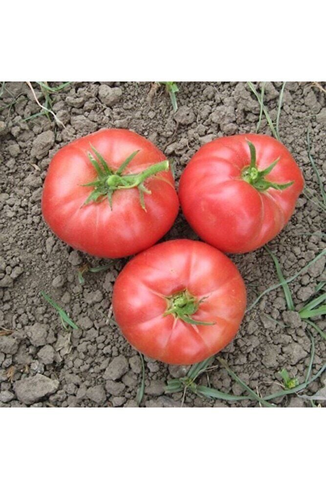 Thebestonline Pembe Domates Fidesi, 5 Adet